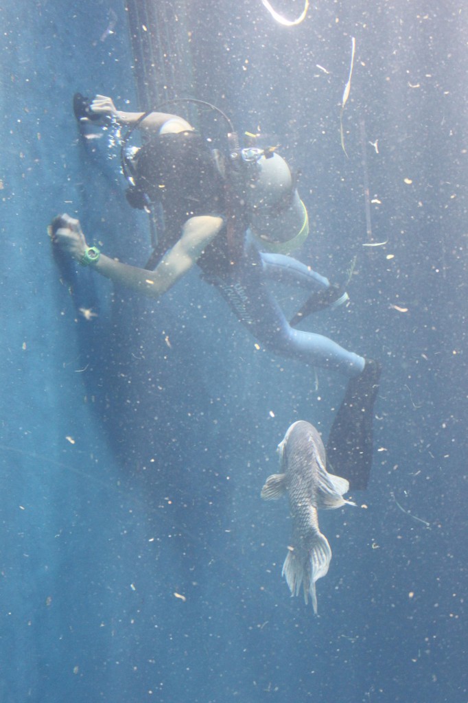 鳥羽水族館の水槽