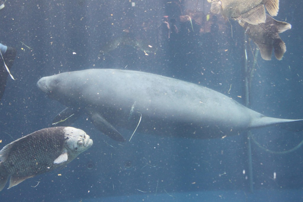 鳥羽水族館のジュゴン