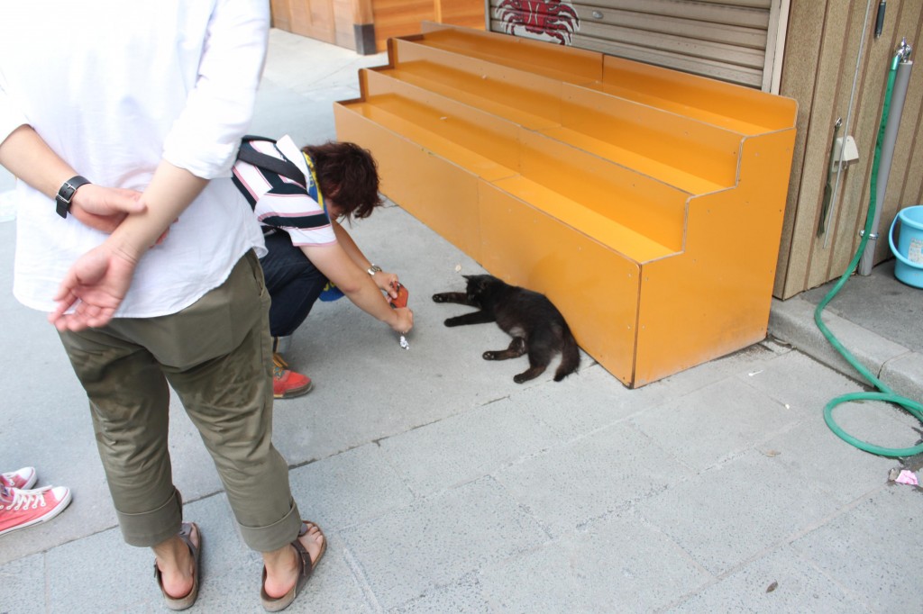 伊勢神宮内宮の猫