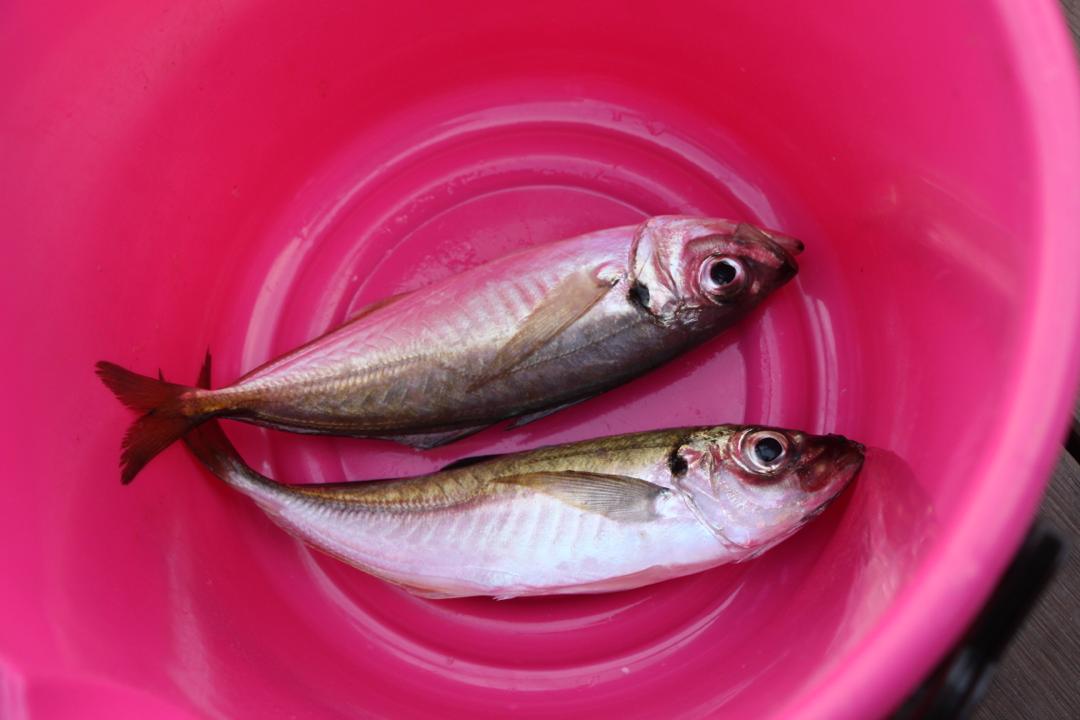 横浜八景島シーパラダイスのうみファームで釣れた魚