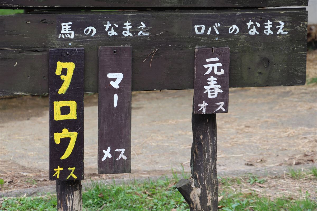 福島県の磐梯南ヶ丘牧場でロバに乗れる