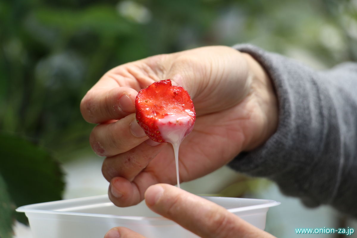 福島県の苺狩り「四季の里いちご園」のコンデンスミルクサービス