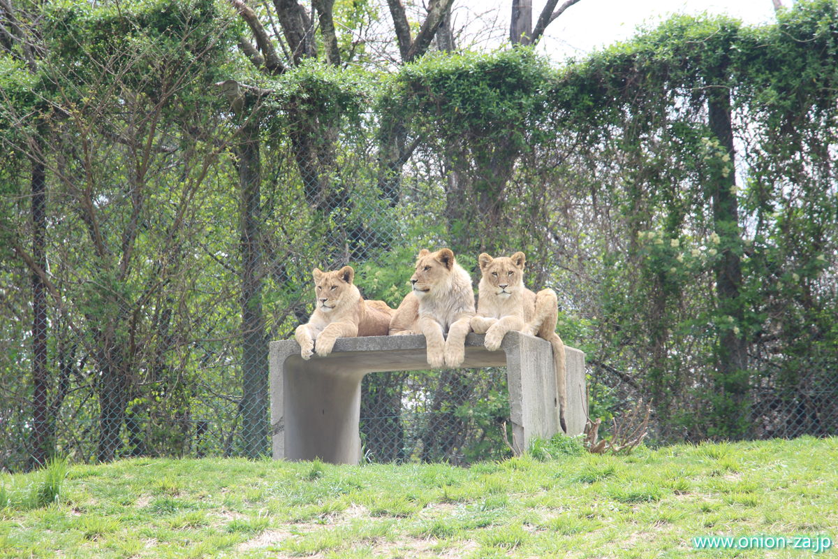 東北サファリパークのライオンは可愛い