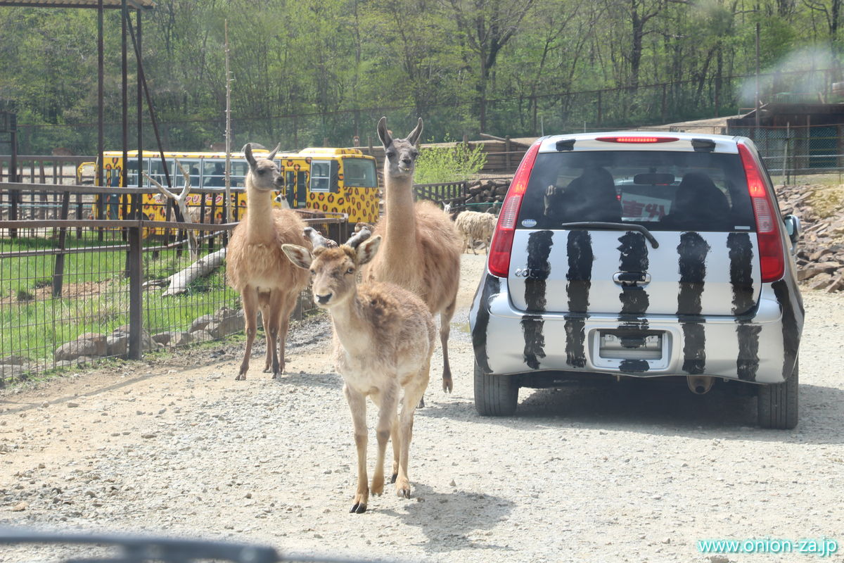 東北サファリパークで草食動物に襲われる