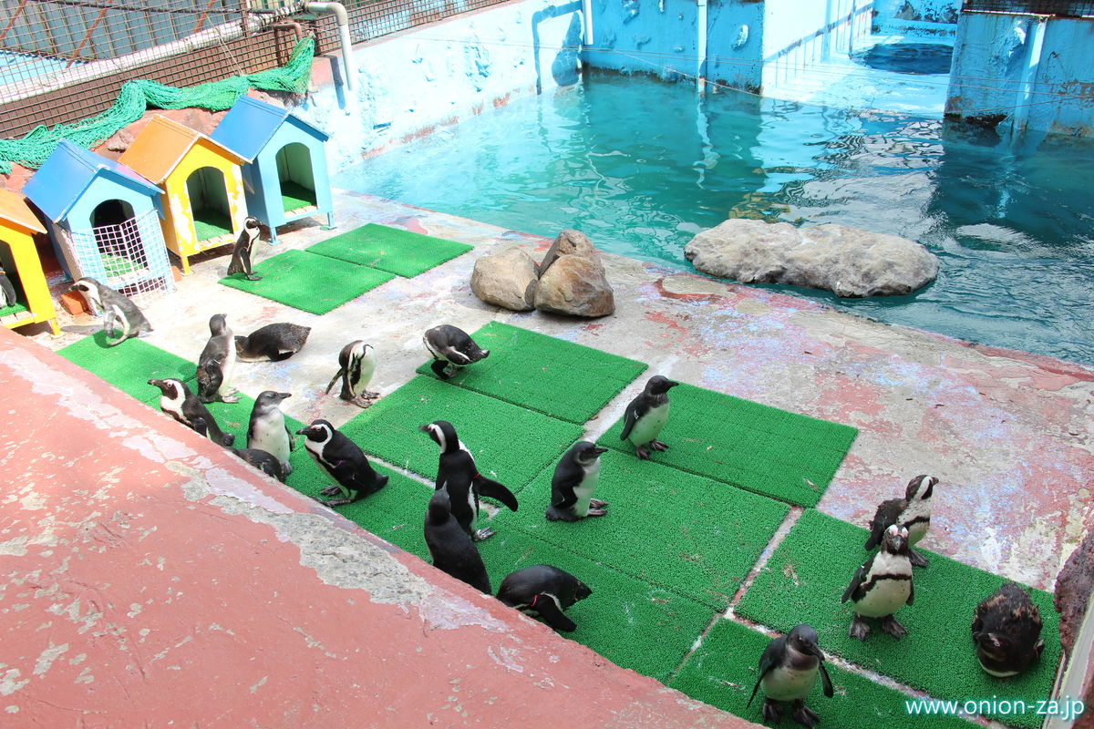 東北サファリパークのペンギンたち