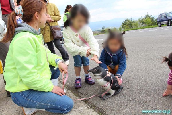 東北サファリパークでペンギンがさわれる