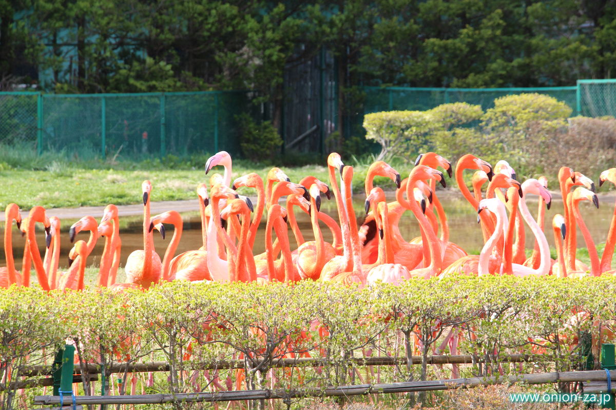 東北サファリパークのフラミンゴショー