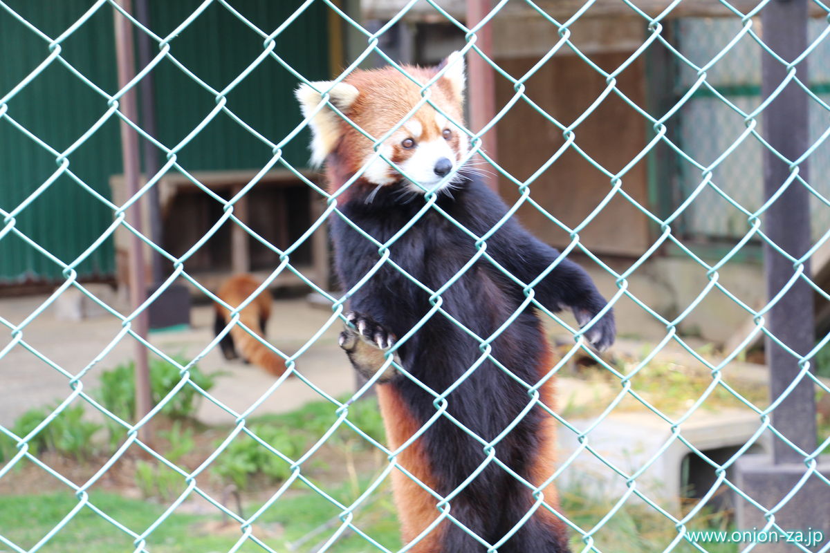 東北サファリパークのレッサーパンダさん