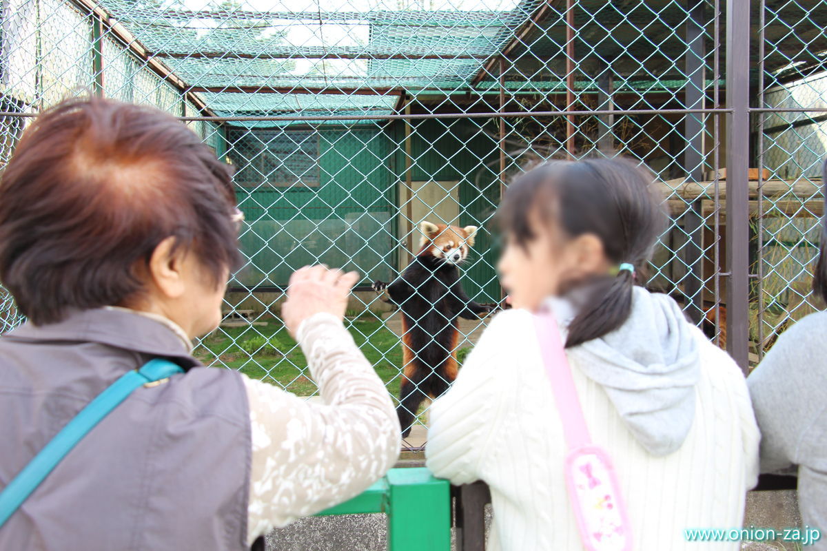 東北サファリパークのレッサーパンダさん